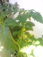 IMG_20120618_115456.webp