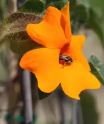 Thunbergia gregorii.webp