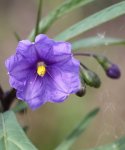 Solanum laciniatum.JPG