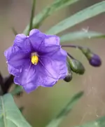 Solanum laciniatum.webp