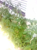IMG_20120618_115506.webp