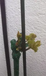 RebeSouvenier2.webp