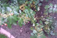 IMAG0284.webp