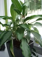 Spatiphyllum5.webp