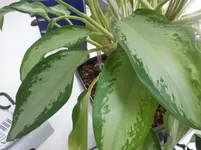 Spatiphyllum6.webp