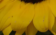 blüte1.webp