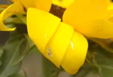 blüte3.webp