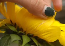 blüte4.webp