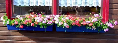 009.webp