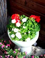010.webp