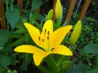 Lilie.webp