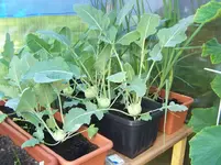 Kohlrabis.webp