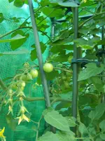 Tomaten1JPG.webp