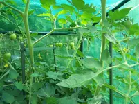 Tomaten2JPG.webp