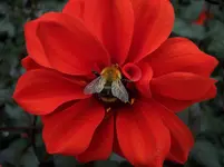 09. Bienchen60 - Pelzträger.webp 09. Bienchen60 - Pelzträger.webp