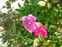 k-pflanze und Opa s Sessel 008.webp
