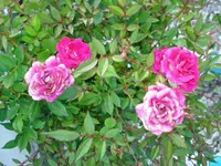 k-pflanze und Opa s Sessel 010.webp