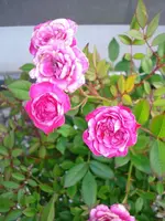 k-pflanze und Opa s Sessel 011.webp