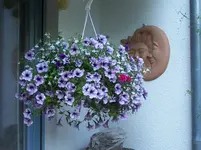 Hängeampel2.webp