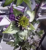 ClematisOffen.webp