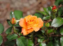 IMG_0347.webp