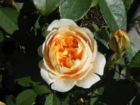 k-DSCN0049.webp
