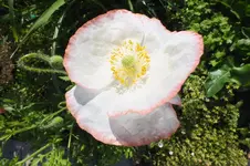 mohn.webp