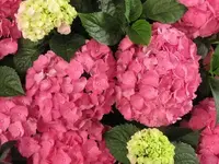 Bild 159.webp
