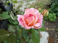 k-DSCN0041.webp