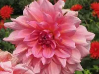 Bild 413.webp