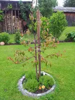 Baumscheibe.webp
