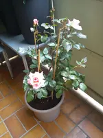 DSC00511.webp