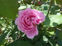 k-DSCN0051.webp