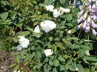 k-DSCN0052.webp