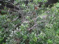 Ilex1.webp