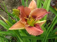 IMG_tante ju_1024x768.webp