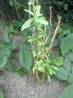 19062012481.webp