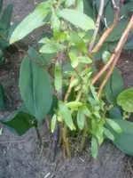 19062012483.webp