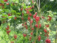 Joh.beeren.webp