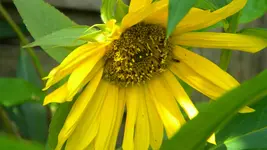 DSCN3152.webp