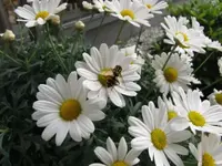 10. Lavendula - Irgendwie komme ich schon zu meiner Mahlzeit.webp 10. Lavendula - Irgendwie komme ich schon zu meiner Mahlzeit.webp