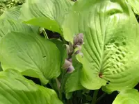 Bild 1338.webp