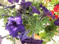 Bild 1309.webp