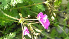 DSCN3162.webp