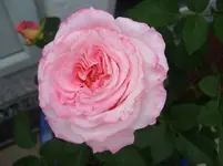 101_6832.webp