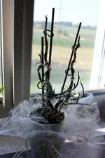 Orchidee 1.webp