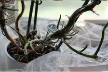 Orchidee 2.webp