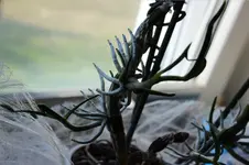 Orchidee 3.webp