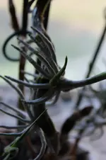 Orchidee 5.webp
