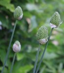 Allium Knospe 120619.jpg